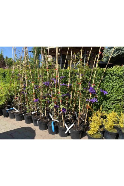 Клематіс Президент - 3л/вис.100-140см/Ø10-30см